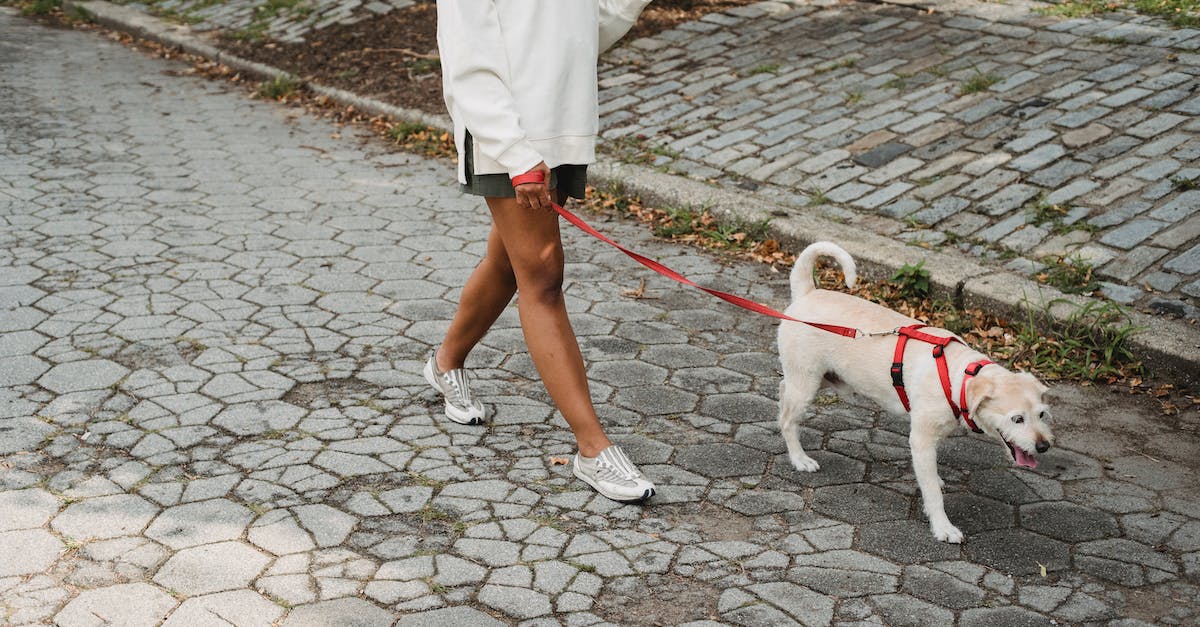 Final Dog Tag for We will all go together - High angle of crop anonymous female in casual outfit drinking takeaway coffee while walking on paved street with obedient cute dog