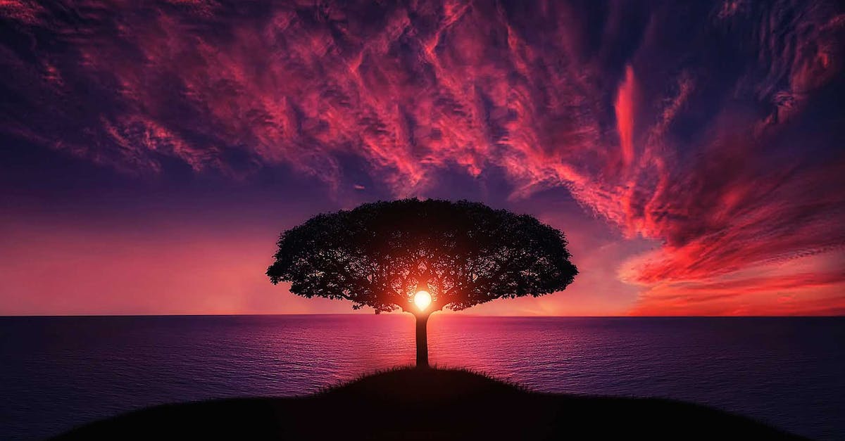 Final Fantasy 7 Cloud Saves On PC - Silhouette of Tree Near Body of Water during Golden Hour