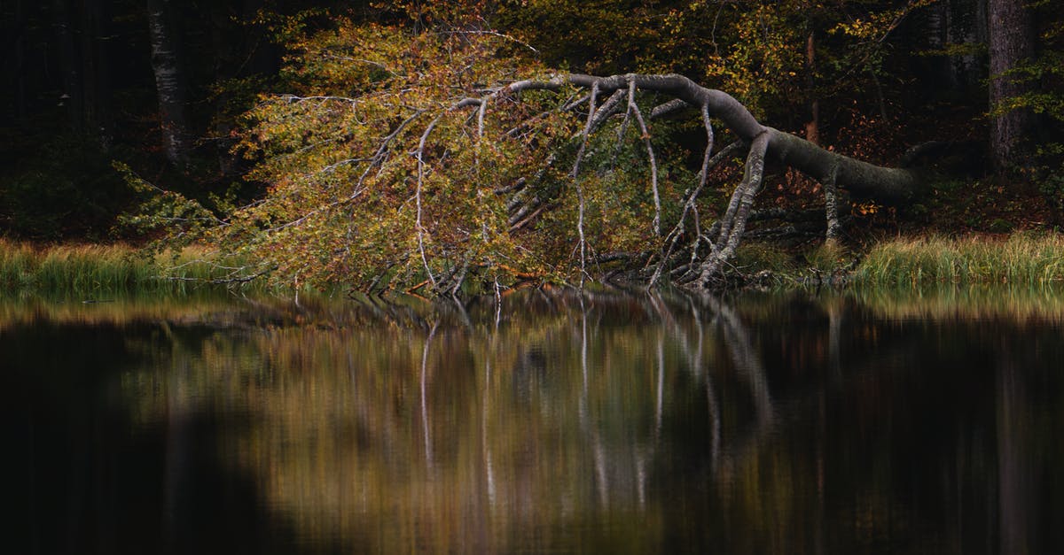 Final Fantasy XV: Any references to FF XIII and FF Type-0? - Reflection of Tree in Autumn Forest