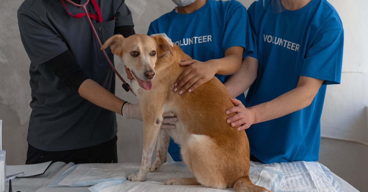 Finding Anesthesia Specialist - Man in Blue Crew Neck T-shirt Holding Brown Short Coated Dog
