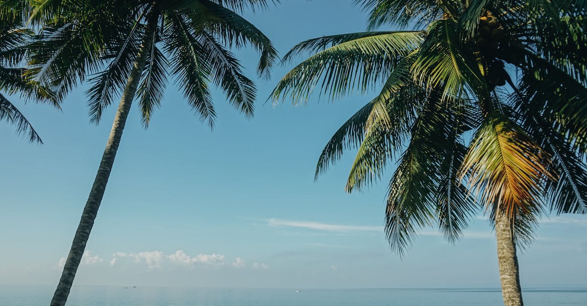 Finding coconuts on the beach? - Two Coconut Trees Near Sea