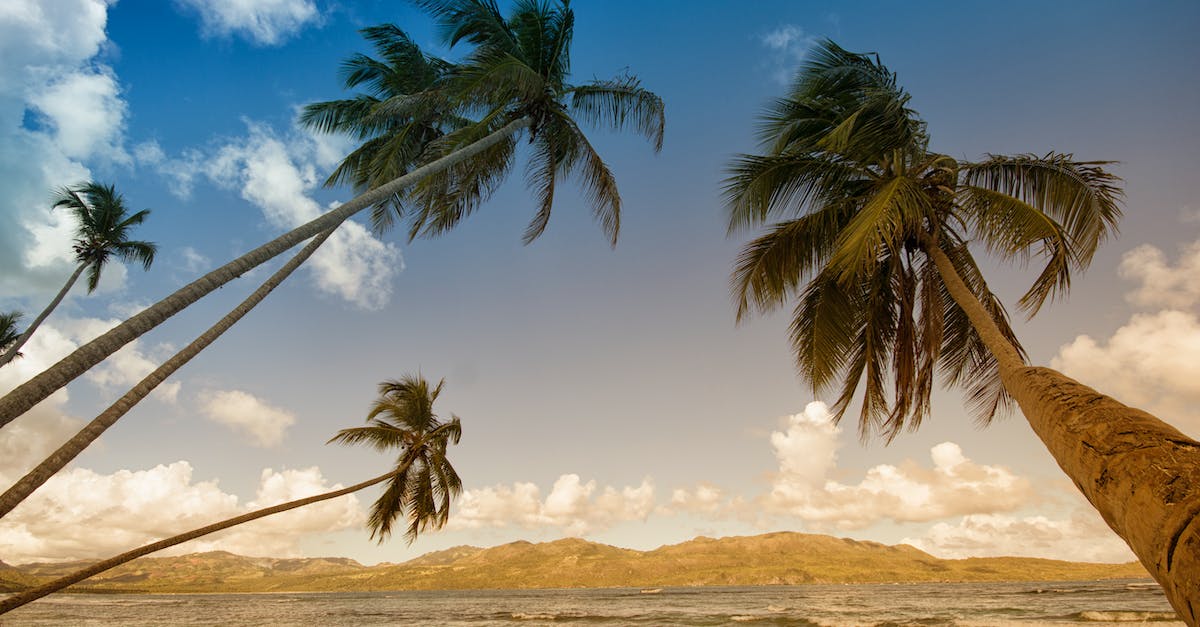 Finding coconuts on the beach? - Coconut Trees in Sea Shore during Daytime Finding coconuts on the beach? - Coconut Trees in Sea Shore during Daytime