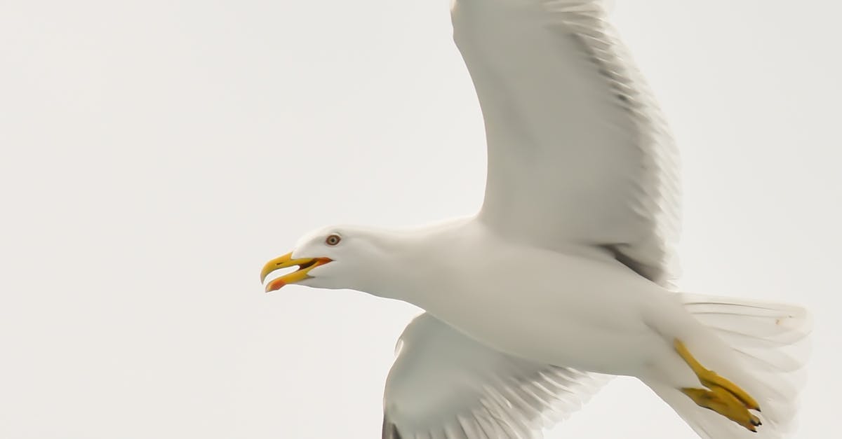 First vault symbol glitch in Wildlife Exploitation Preserve? - White and Black Seagull First vault symbol glitch in Wildlife Exploitation Preserve? - White and Black Seagull