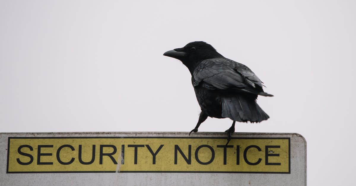 First vault symbol glitch in Wildlife Exploitation Preserve? - Low angle of wild black crow sitting on road security notice sign on gray background First vault symbol glitch in Wildlife Exploitation Preserve? - Low angle of wild black crow sitting on road security notice sign on gray background
