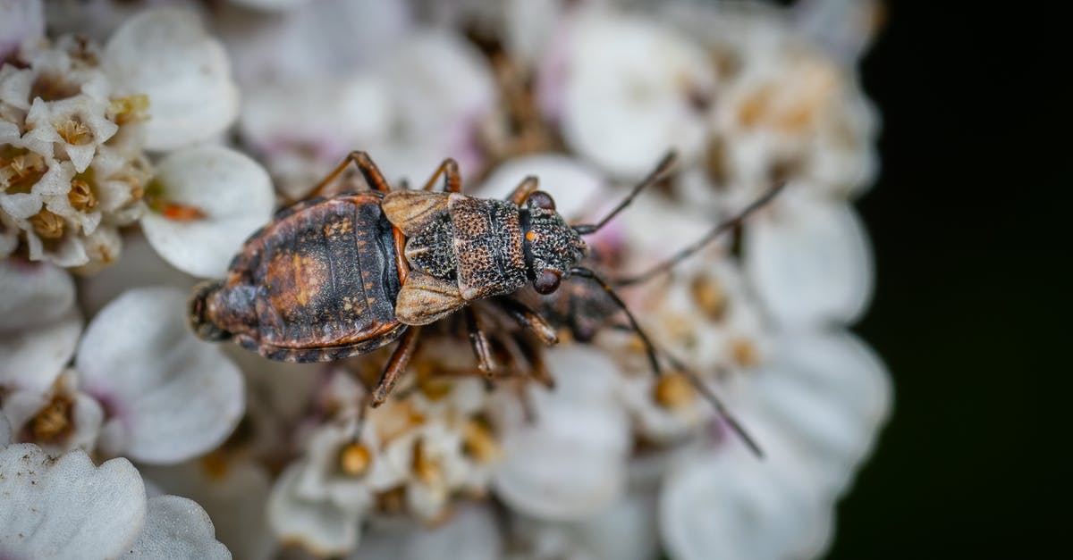 Fix bug in Siwa - Close Up Photo of an Insect Fix bug in Siwa - Close Up Photo of an Insect
