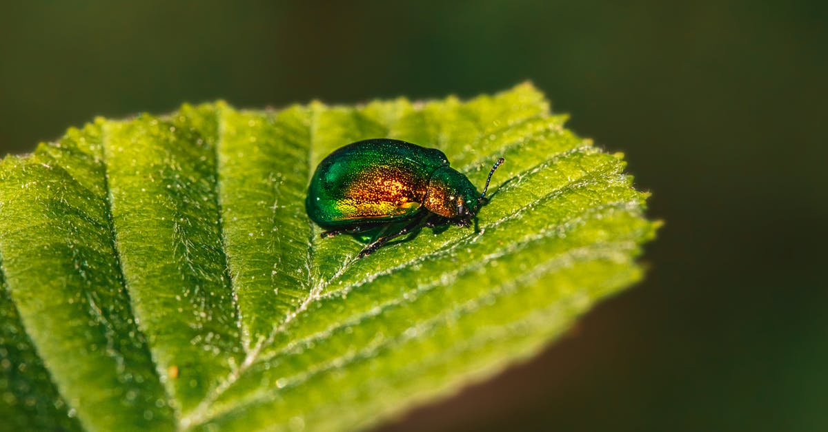 Fix bug in Siwa - Green Beetle on Green Leaf in Macro Photography Fix bug in Siwa - Green Beetle on Green Leaf in Macro Photography