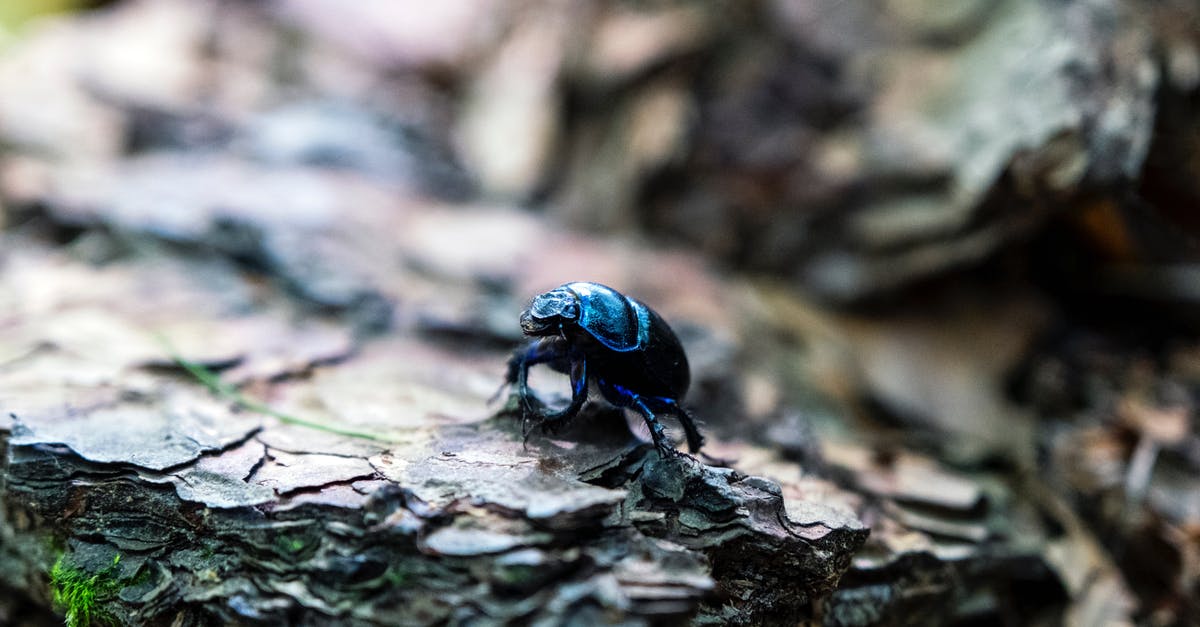 Fix bug in Siwa - Blue Beetle on Brown Wood Fix bug in Siwa - Blue Beetle on Brown Wood