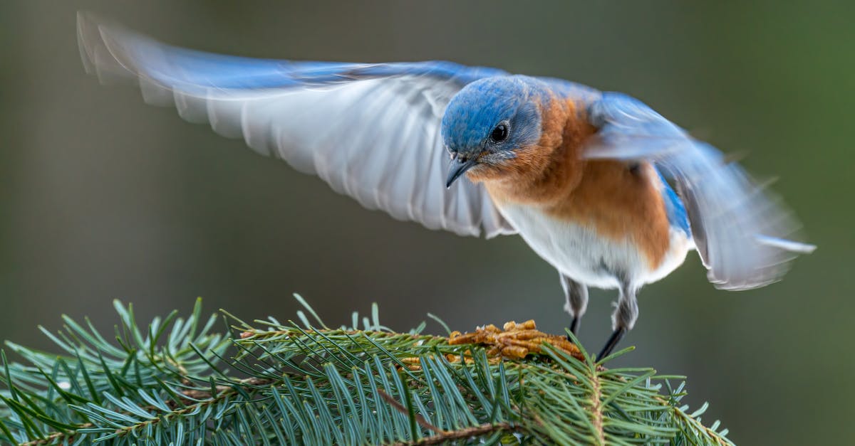 Flight Simulator 2020 - CD needed in order to start the game - Colorful male specie of eastern bluebird starting flight