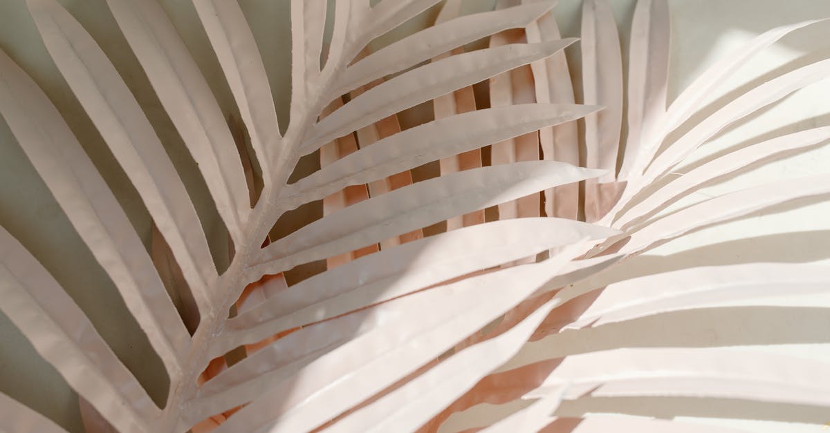 Fragile cutscene - White leaves placed on wall Fragile cutscene - White leaves placed on wall