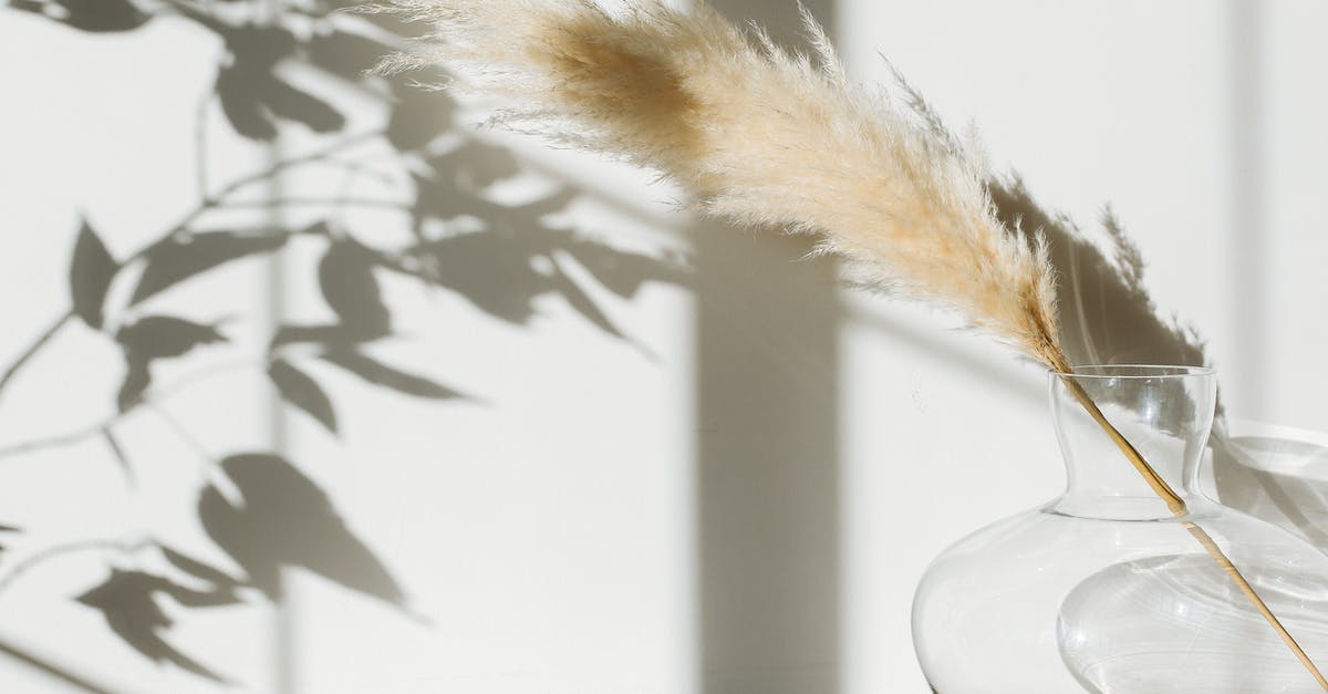 Fragile cutscene - Dried pampas grass in glass vase placed on table against white wall with shadows