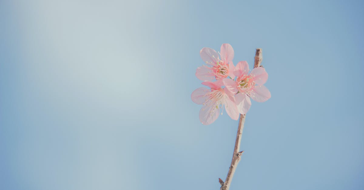 Fragile cutscene - Landscape Photography of Pink Petaled Flowers