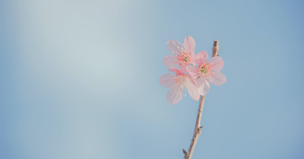 Fragile cutscene - Landscape Photography of Pink Petaled Flowers Fragile cutscene - Landscape Photography of Pink Petaled Flowers