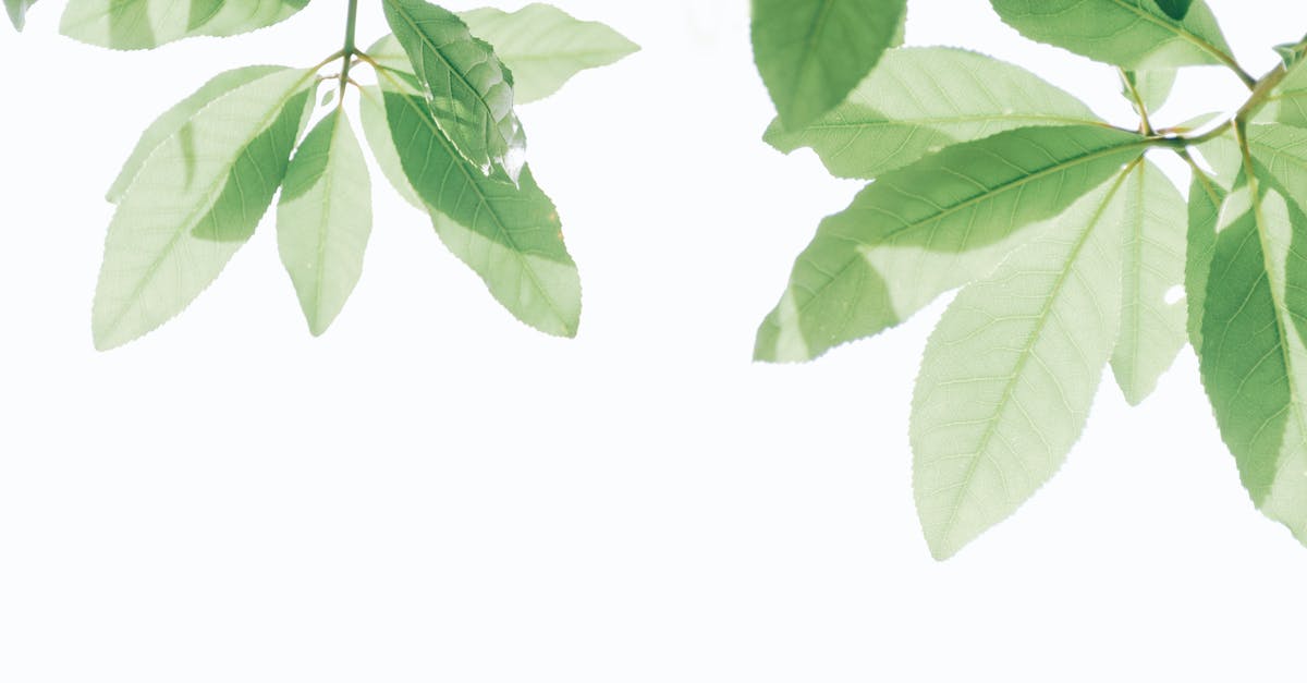 Free Worlds: Reconciliation vs Checkmate Branch - Green Leaf Free Worlds: Reconciliation vs Checkmate Branch - Green Leaf