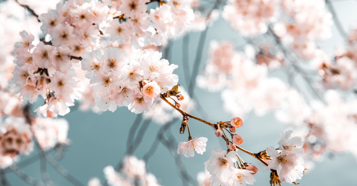 Free Worlds: Reconciliation vs Checkmate Branch - White Flowers In Bloom Free Worlds: Reconciliation vs Checkmate Branch - White Flowers In Bloom