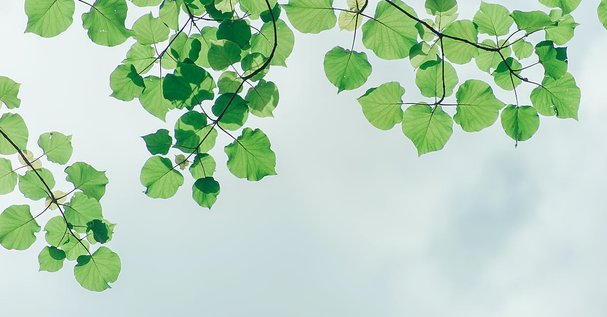 Frogs fell from the sky. Now what? - Photography of Leaves Under the Sky