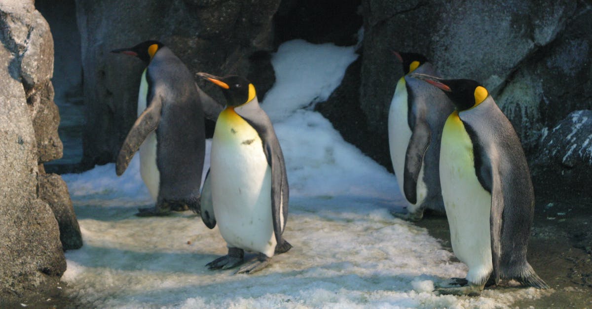 Frozen Wings or Bone Wings? - Four King Penguins Frozen Wings or Bone Wings? - Four King Penguins