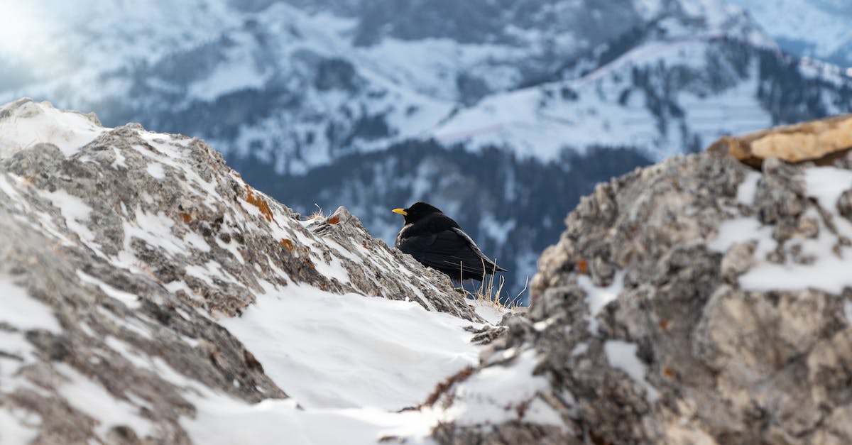 Frozen Wings or Bone Wings? - Focus Photography of Black Bird Near Mountain Cliff Frozen Wings or Bone Wings? - Focus Photography of Black Bird Near Mountain Cliff