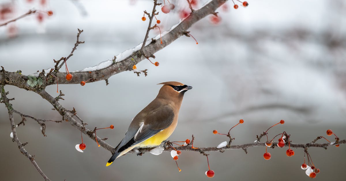 Frozen Wings or Bone Wings? - Adorable fluffy bird sitting on tree branch near red berries in winter forest Frozen Wings or Bone Wings? - Adorable fluffy bird sitting on tree branch near red berries in winter forest
