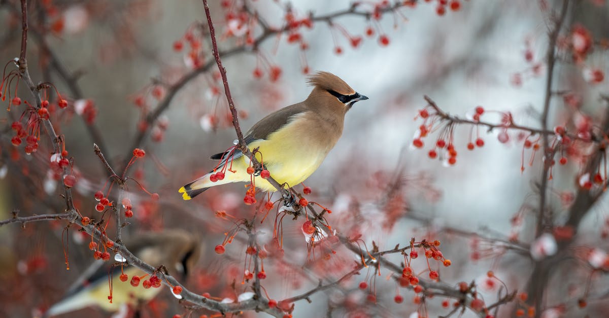 Frozen Wings or Bone Wings? - Cute endangered birds sitting on berry tree twigs on winter day Frozen Wings or Bone Wings? - Cute endangered birds sitting on berry tree twigs on winter day