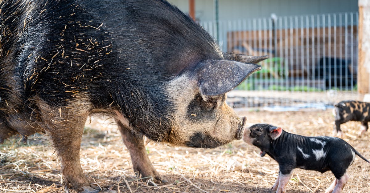 Gain land by pressing claims of others? - Side view of spotted mini pig and big pig sniffing noses each other and standing on farmyard at daytime Gain land by pressing claims of others? - Side view of spotted mini pig and big pig sniffing noses each other and standing on farmyard at daytime
