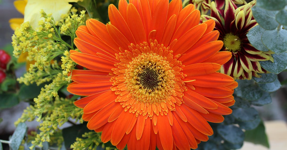 Gamecube too bright with elgato - Bouquet in Close Up Gamecube too bright with elgato - Bouquet in Close Up