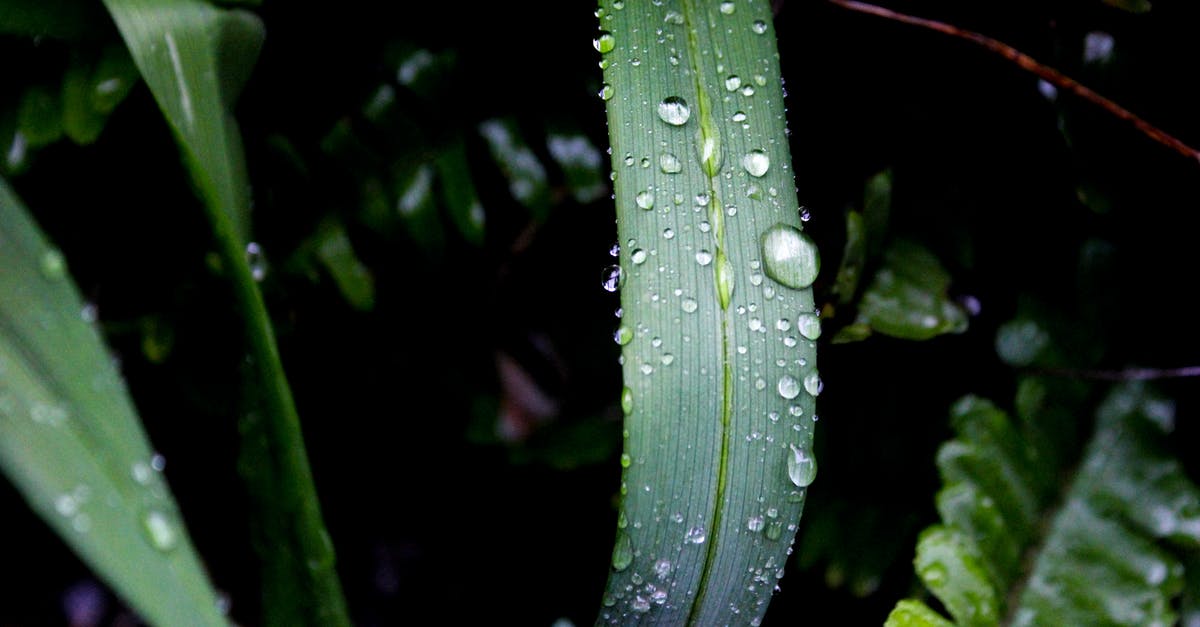 Garry's Bombs mod - Liquid Tiberium Bomb leaves irremovable green crystals everywhere - Close-up Photography of Green Leaf Plant With Water Dew
