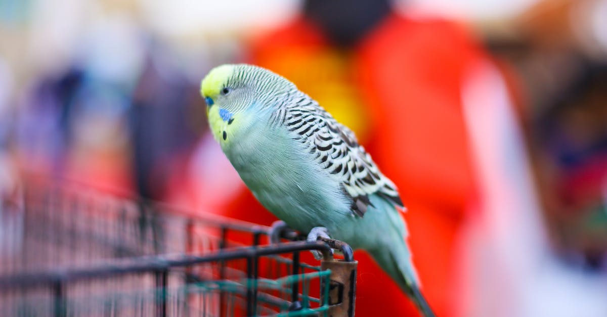 Garry's mod: place addons in subfolder - Free stock photo of animal, animal image, avian Garry's mod: place addons in subfolder - Free stock photo of animal, animal image, avian