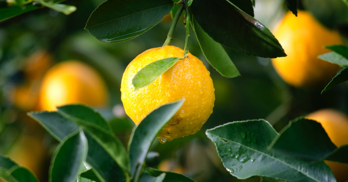 Getting a crash on startup with a fresh install with Risk of Rain - Shallow Focus Photography of Yellow Lime With Green Leaves Getting a crash on startup with a fresh install with Risk of Rain - Shallow Focus Photography of Yellow Lime With Green Leaves