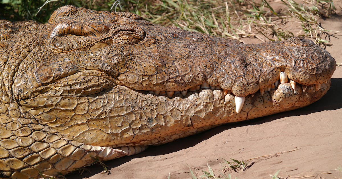 Getting basic Elite Dangerous Galnet News for application [closed] - Brown Crocodile on Brown Soil