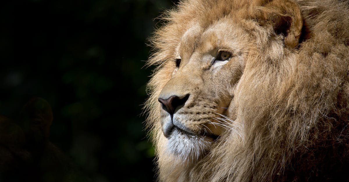 Getting basic Elite Dangerous Galnet News for application [closed] - Close-up Photography of Brown Lion
