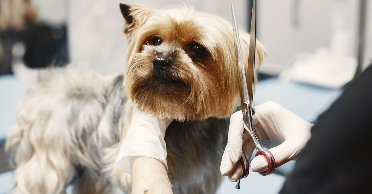 Getting notifications for 2 villages on clash of clans - Cute Dog Getting Hairstyle in Grooming Salon Getting notifications for 2 villages on clash of clans - Cute Dog Getting Hairstyle in Grooming Salon