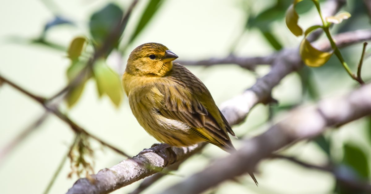 Getting out of the ooze pit in Tanaan Jungle without flying? - Small bird with yellow plumage sitting on thin sprig of tree on blurred background in nature in summer forest in sunlight on blurred background Getting out of the ooze pit in Tanaan Jungle without flying? - Small bird with yellow plumage sitting on thin sprig of tree on blurred background in nature in summer forest in sunlight on blurred background