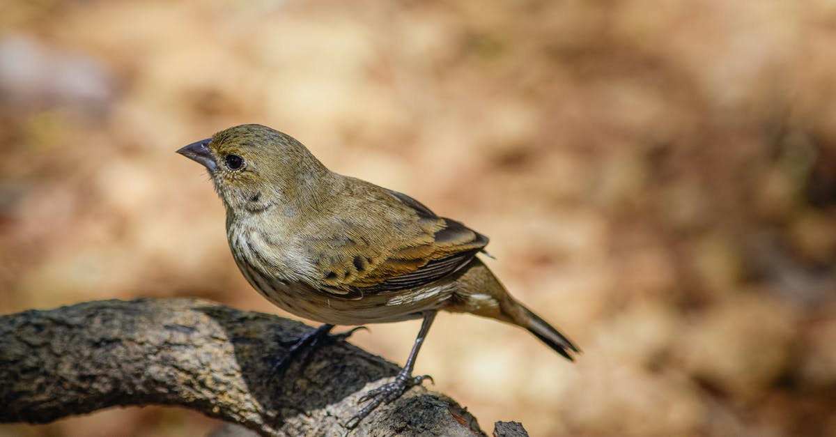 Getting out of the ooze pit in Tanaan Jungle without flying? - Small bird with brown plumage sitting on dry thick branch of tree in nature in forest with blurred background in summer Getting out of the ooze pit in Tanaan Jungle without flying? - Small bird with brown plumage sitting on dry thick branch of tree in nature in forest with blurred background in summer