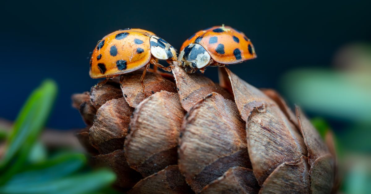 Getting past the Tree of Life in "Seasons" - Closeup of rough pine cone with small ladybugs on green spruce tree on blurred background Getting past the Tree of Life in "Seasons" - Closeup of rough pine cone with small ladybugs on green spruce tree on blurred background