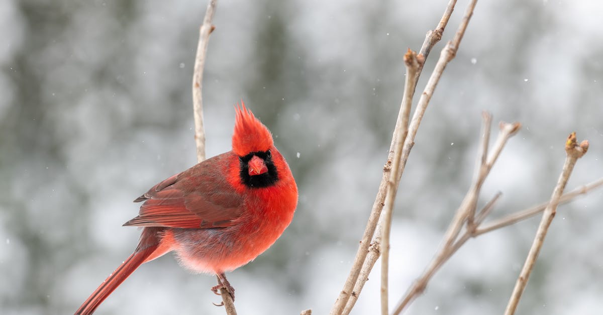 Getting past the Tree of Life in "Seasons" - Full body curious red cardinal bird sitting on leafless tree branch and looking at camera with interest on cold winter day Getting past the Tree of Life in "Seasons" - Full body curious red cardinal bird sitting on leafless tree branch and looking at camera with interest on cold winter day