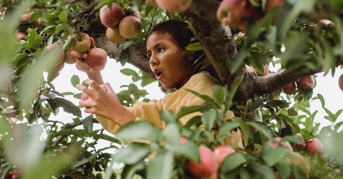 Getting Spells IDs from WoW - Surprised ethnic girl picking apples on tree Getting Spells IDs from WoW - Surprised ethnic girl picking apples on tree