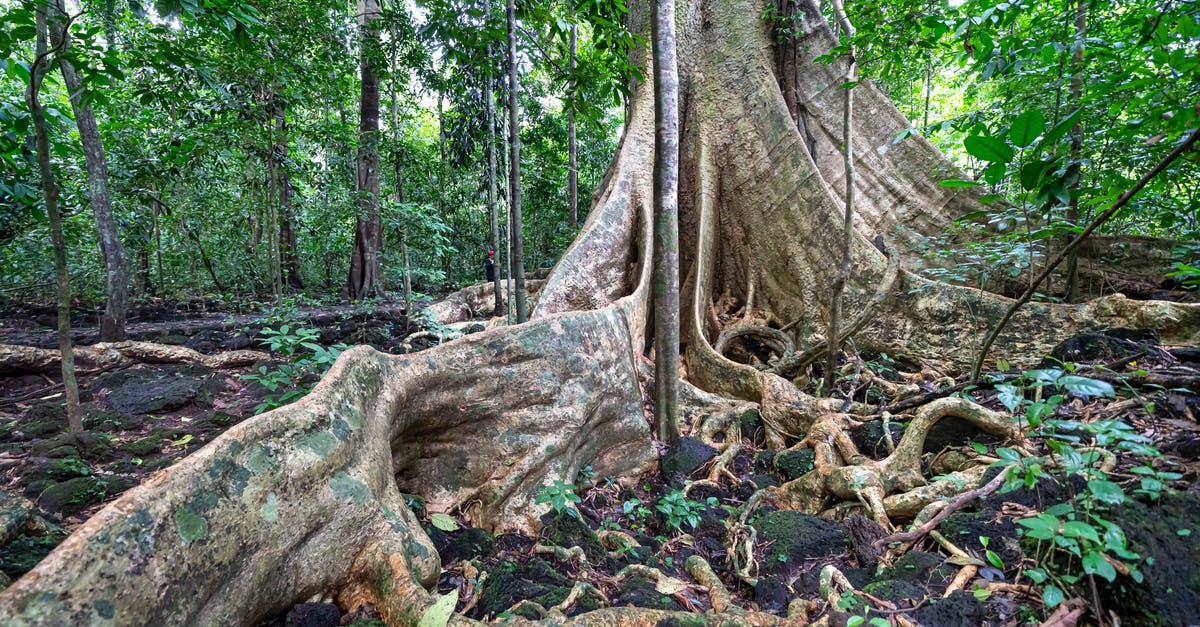 Giant gravestones in Forbidden Woods - Tall tree trunk with massive roots on ground with leaves growing in famous national park Cat Tien with deciduous plants