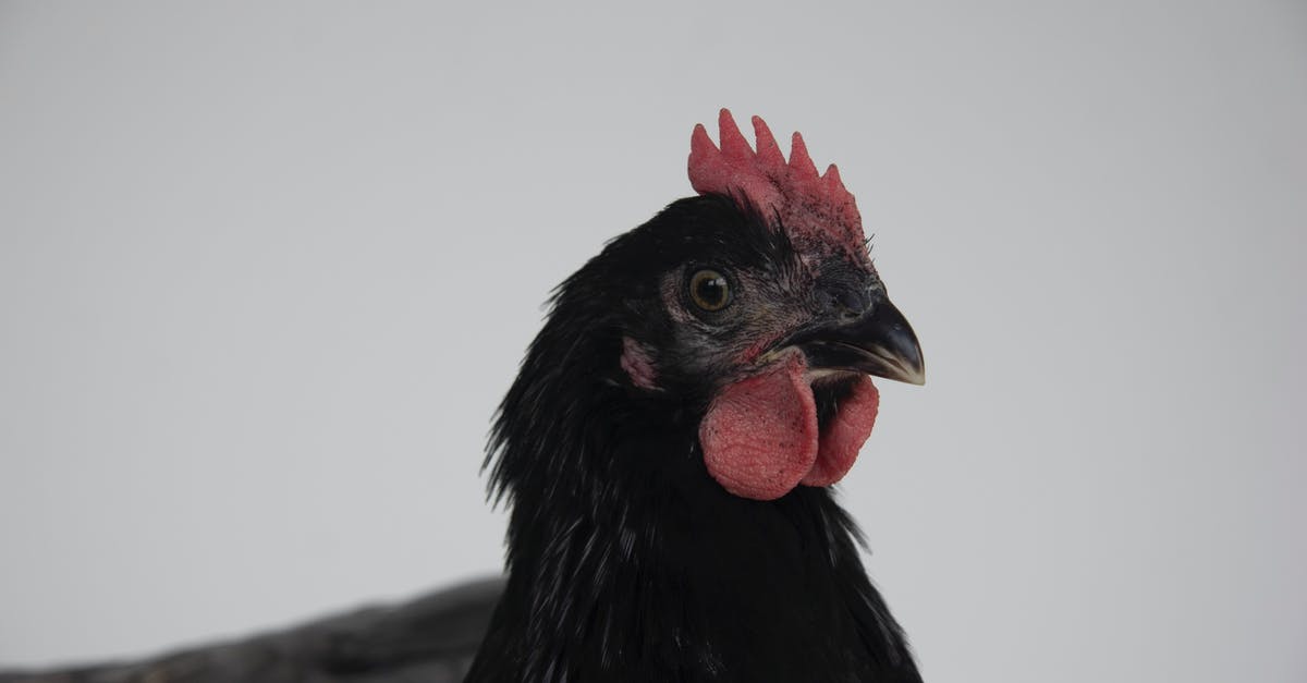 Give a chicken armor - Close-Up Shot of a Black Chicken 