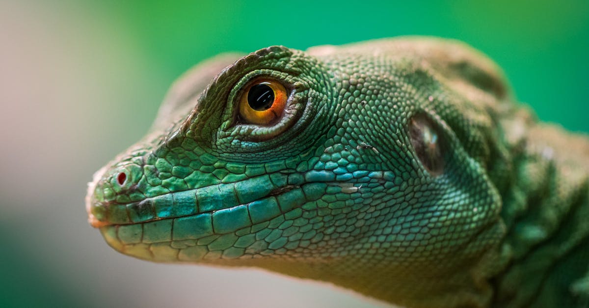 /give an MCPE skin head in MCPC - Green Reptile