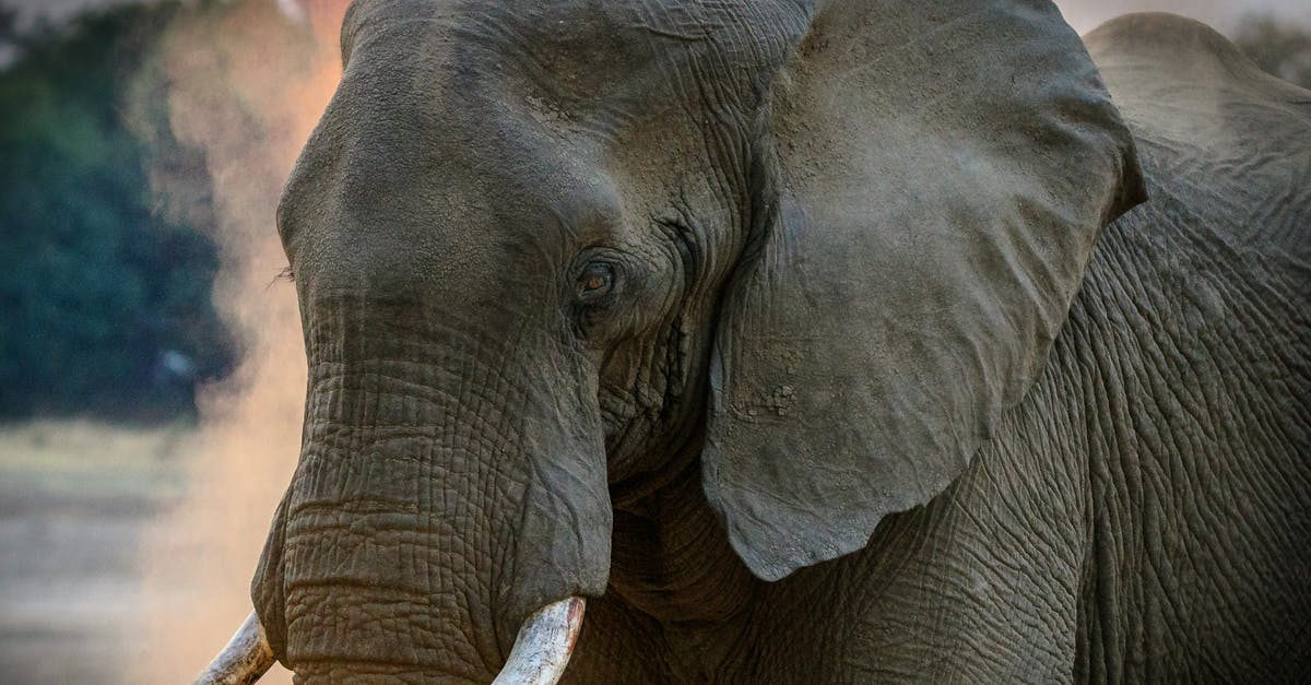/give an MCPE skin head in MCPC - Gray Elephant /give an MCPE skin head in MCPC - Gray Elephant