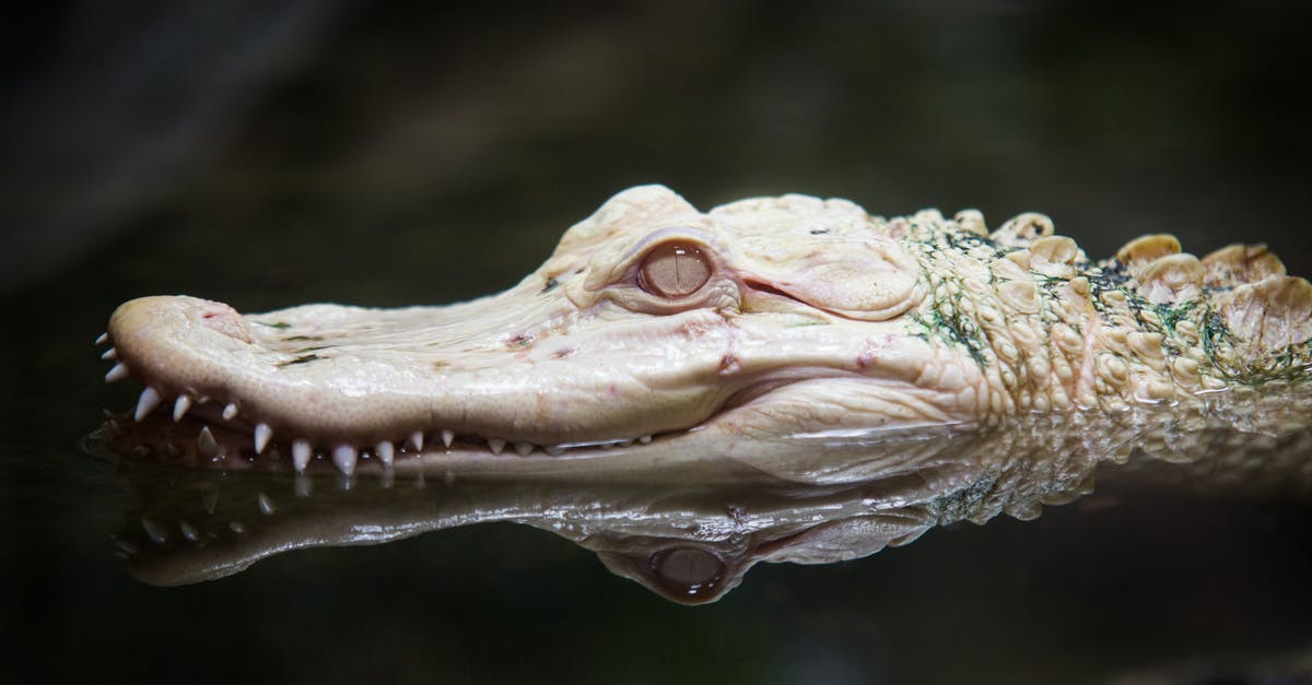 /give an MCPE skin head in MCPC - Close Up of Alligator Head /give an MCPE skin head in MCPC - Close Up of Alligator Head