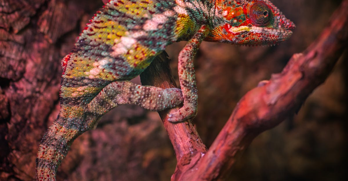 /give an MCPE skin head in MCPC - Veiled Chameleon /give an MCPE skin head in MCPC - Veiled Chameleon