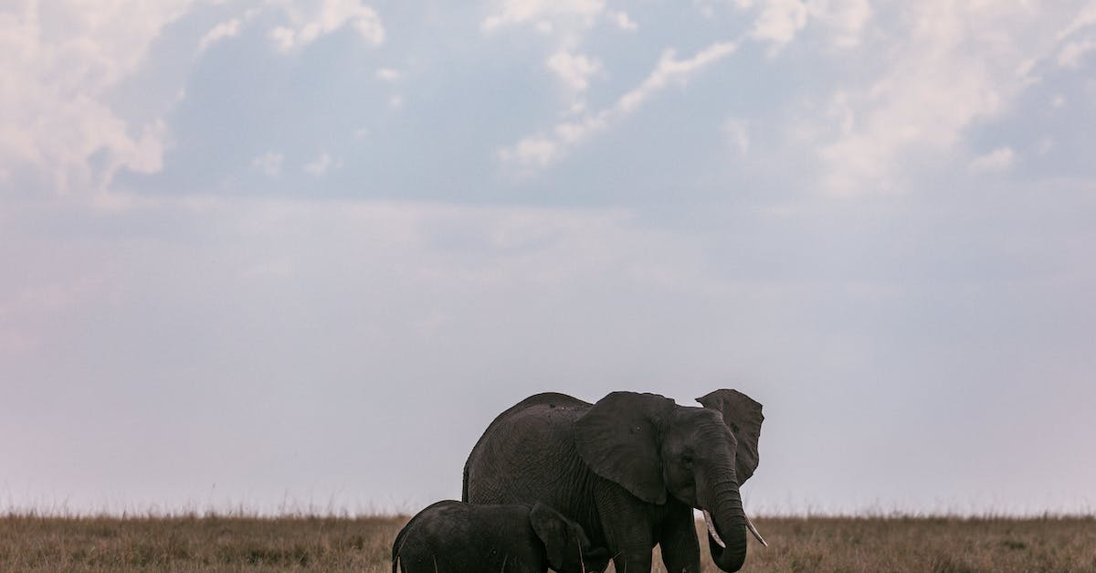 Give Baby Items - Elephant cow feeding elephant calf with milk in wild savanna on field with dry grass against clear sky at daytime
