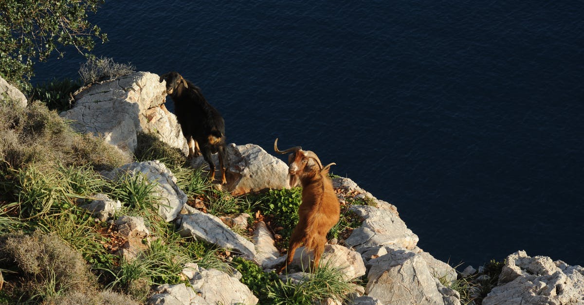 Gluttony Gogol keeps swimming when Spear Break it off the cliff edge - Free stock photo of climb, daylight, goat Gluttony Gogol keeps swimming when Spear Break it off the cliff edge - Free stock photo of climb, daylight, goat