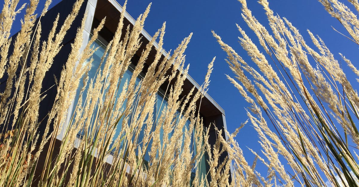 Godus, Building abodes with wheat? - Rice Grain Plant