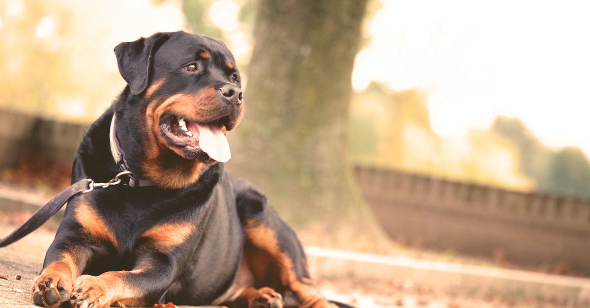 Guard dogs: where do they come from? - Black and Brown Short Coat Dog Lying on the Ground
