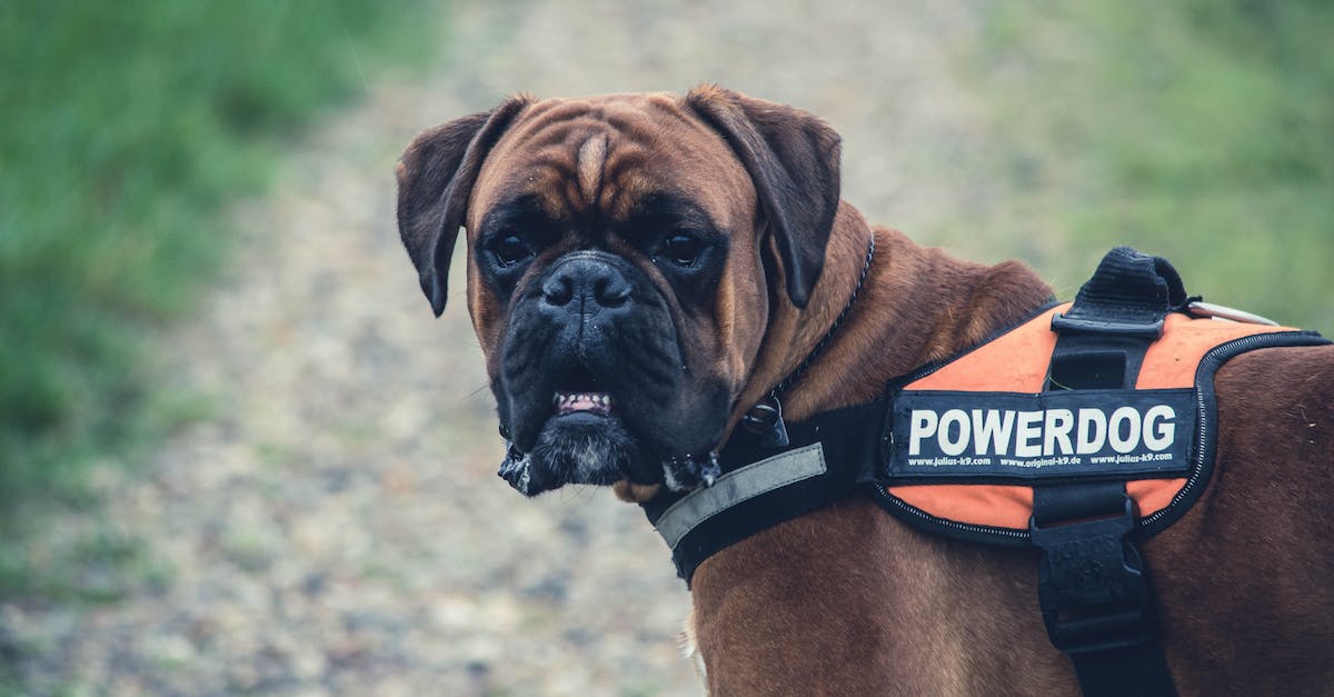 Guard dogs: where do they come from? - Brown Boxer Dog With Orange Black Powerdog Vest Guard dogs: where do they come from? - Brown Boxer Dog With Orange Black Powerdog Vest