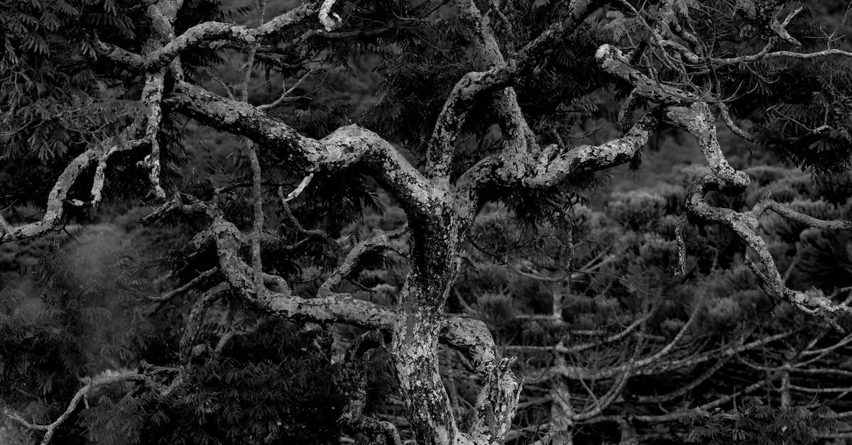 Handling YI on Twisted Treeline? - Grayscale Photo of Tree Branches