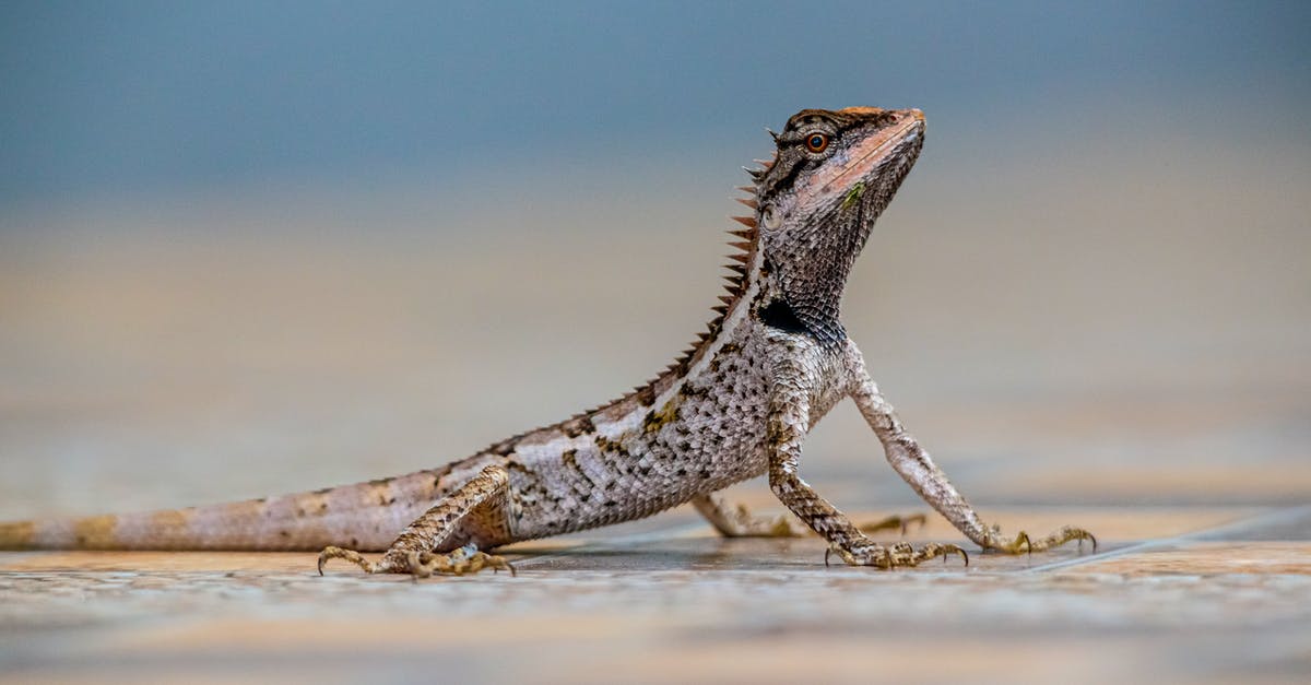Harrim's quest - siding with kobolds - Brown and Gray Bearded Dragon on Brown Sand