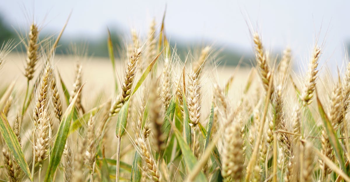 Harvesters becoming idle in Tiberian Sun - Selective Focus Photography of Wheat Field